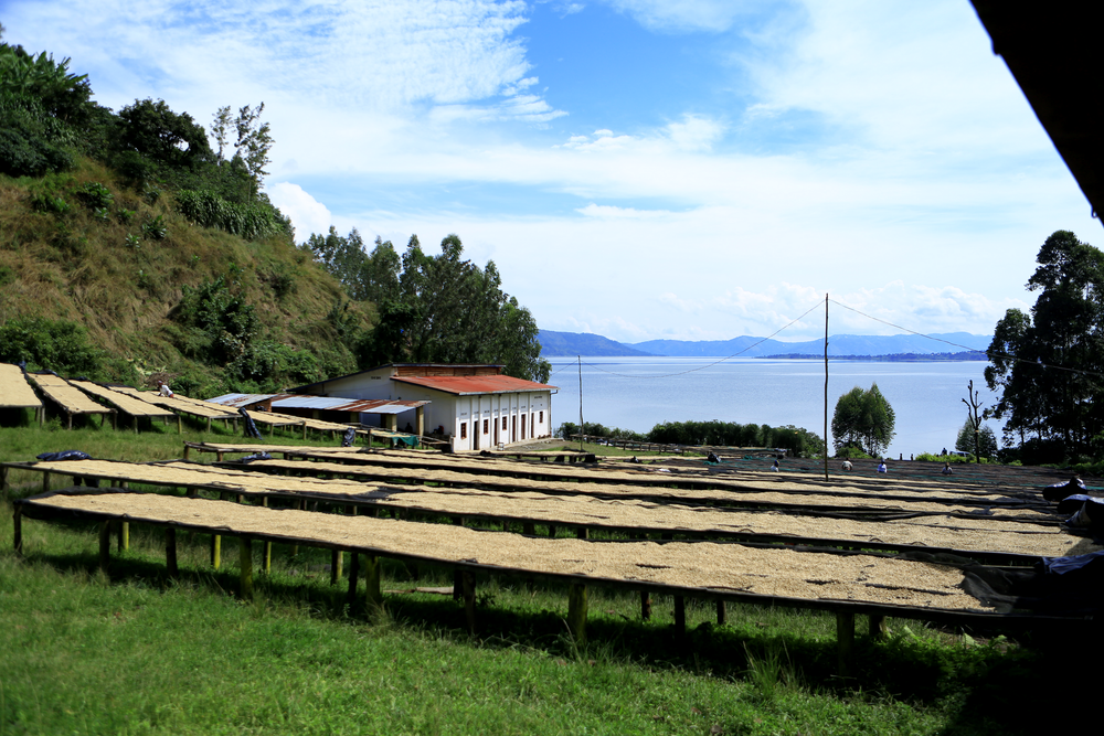 Semilla coffee